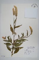 青葙藏品圖，第1張