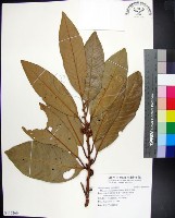 蘭嶼肉豆蔻藏品圖，第1張