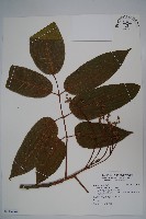 爪哇橄欖藏品圖，第1張