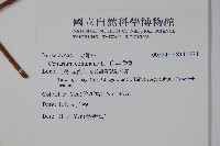 爪哇橄欖藏品圖，第2張