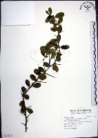 烏柑仔藏品圖，第1張