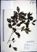 月橘藏品圖，第1張