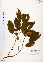 石苓舅藏品圖，第1張