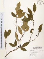 石苓舅藏品圖，第1張