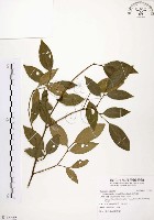 石苓舅藏品圖，第1張