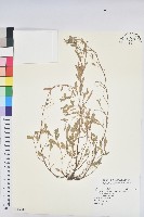 假葉下珠藏品圖，第1張