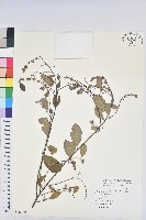 白飯樹藏品圖，第1張