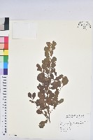 白飯樹藏品圖，第1張