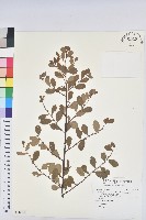 白飯樹藏品圖，第1張