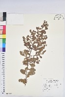 白飯樹藏品圖，第1張