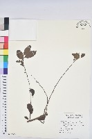 白飯樹藏品圖，第1張