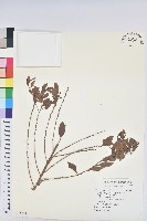 葉底珠、市蔥密花葉底珠藏品圖，第1張