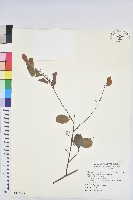 葉底珠、市蔥密花葉底珠藏品圖，第1張