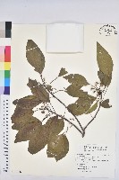 白臼藏品圖，第1張