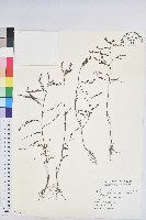 擬葉下珠、細葉油柑藏品圖，第1張