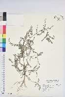 擬葉下珠、細葉油柑藏品圖，第1張