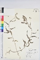 擬葉下珠、細葉油柑藏品圖，第1張