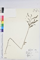 小返魂藏品圖，第1張