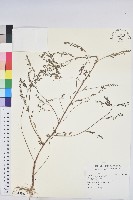 小返魂藏品圖，第1張