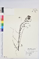 多花油柑、白仔藏品圖，第1張