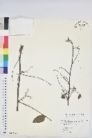 多花油柑、白仔藏品圖，第1張