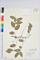 多花油柑、白仔藏品圖，第1張