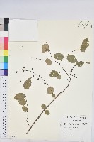 多花油柑、白仔藏品圖，第1張