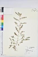 葉下珠、珠仔草藏品圖，第1張