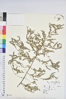 葉下珠、珠仔草藏品圖，第1張