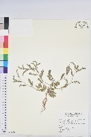 葉下珠、珠仔草藏品圖，第1張