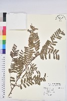 油柑藏品圖，第1張