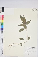 山靛藏品圖，第1張