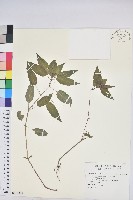 山靛藏品圖，第1張