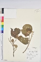 野桐藏品圖，第1張