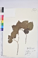 扛香藤藏品圖，第1張