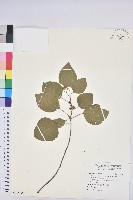 扛香藤藏品圖，第1張