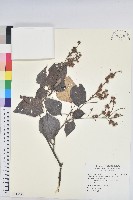 白匏子藏品圖，第1張