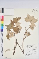 台灣白匏子藏品圖，第1張