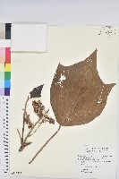 野桐藏品圖，第1張