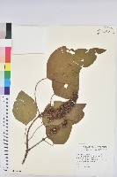 野桐藏品圖，第1張