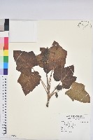 麻瘋樹藏品圖，第1張