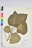 圓葉血桐藏品圖，第1張