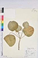 圓葉血桐藏品圖，第1張