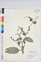 錫蘭饅頭果，香港饅頭果，大葉饅頭果，香港算盤子藏品圖，第1張