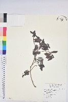 細葉饅頭果藏品圖，第1張