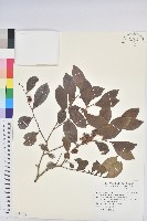 細葉饅頭果藏品圖，第1張