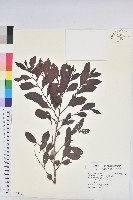 細葉饅頭果藏品圖，第1張