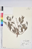 細葉饅頭果藏品圖，第1張