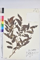 菲律賓饅頭果藏品圖，第1張