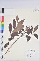 裡白饅頭果藏品圖，第1張